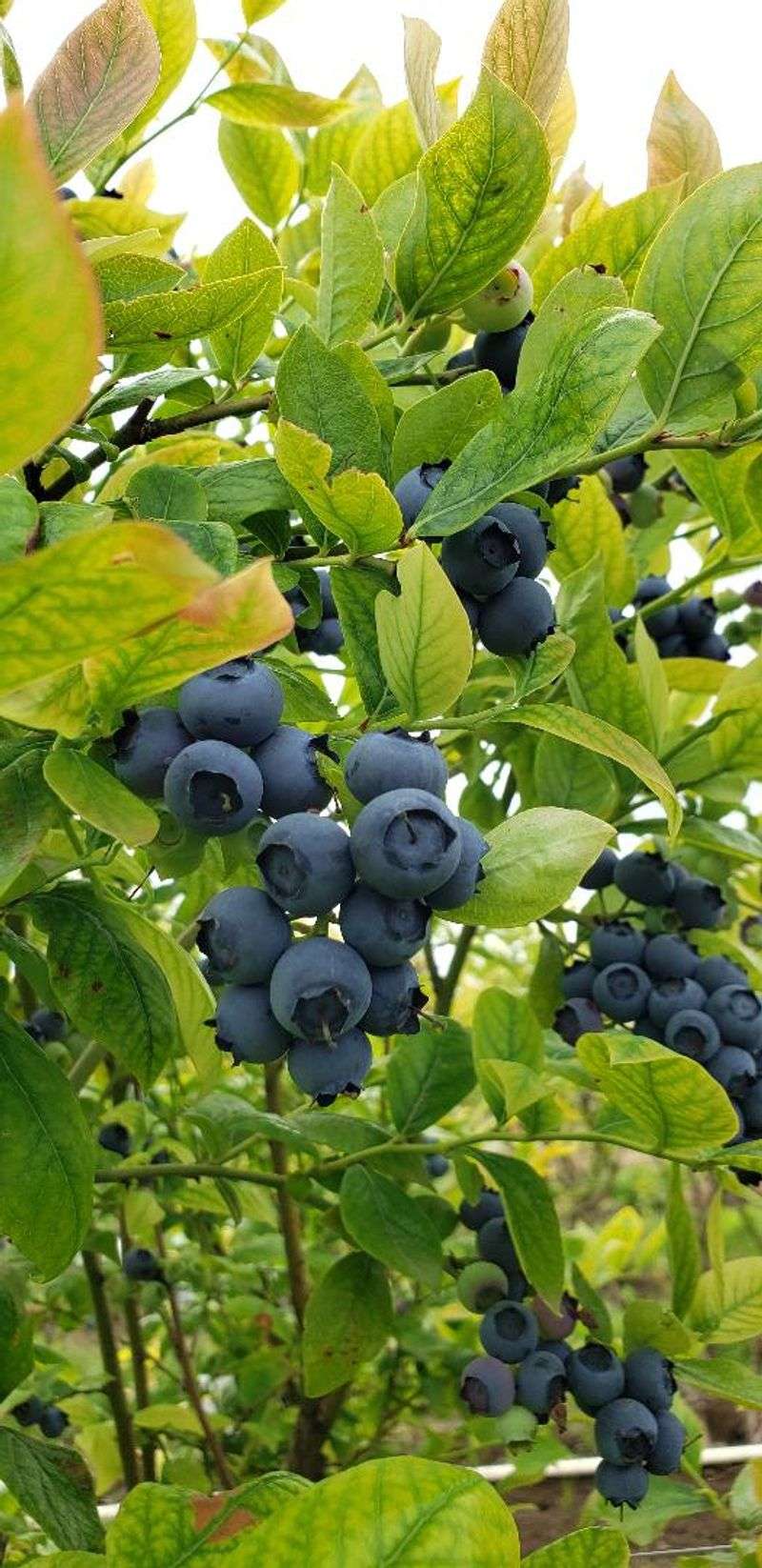 The Zurita U-Pick Farm — Hillsboro, Oregon The Zurita U-Pick Farm — Hillsboro, Oregon