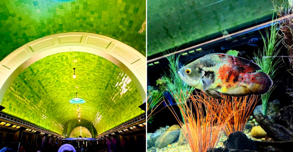 This 1904 Detroit Aquarium Is Free to Visit – and Has a Stunning Green Glass Ceiling