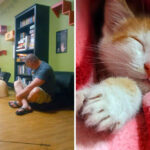 This Ann Arbor Cat Lounge Lets You Sip Coffee While Adoptable Kittens Curl Up in Your Lap