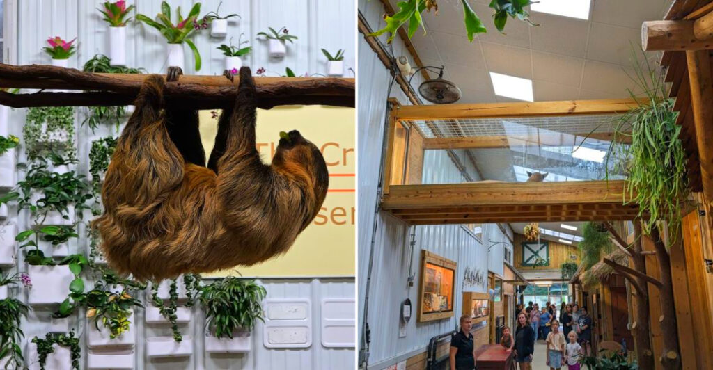 This Ann Arbor Wildlife Sanctuary Lets You Feed Sloths and See a Leopard Up Close