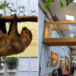 This Ann Arbor Wildlife Sanctuary Lets You Feed Sloths and See a Leopard Up Close
