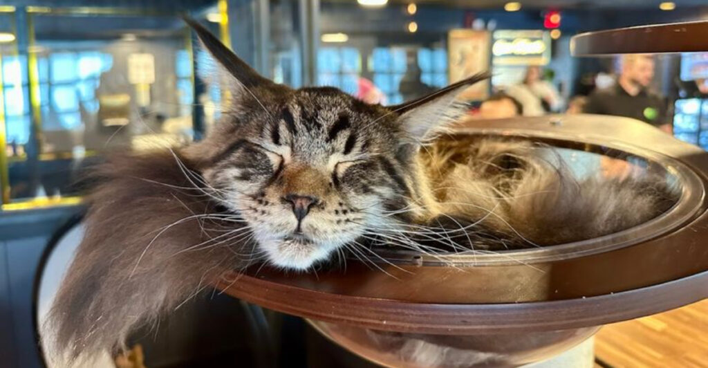 This Cat Café Is a Dream Destination for Maine Coon Lovers and Coffee Fans