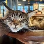 This Cat Café Is a Dream Destination for Maine Coon Lovers and Coffee Fans