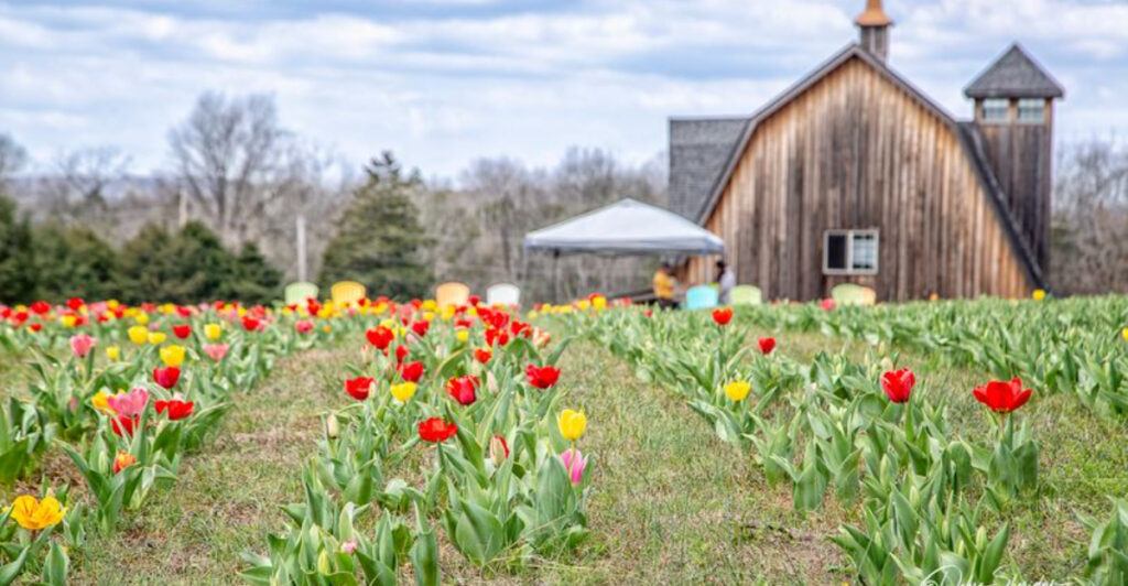 This Charming Flower Farm In Tennessee Is Bursting With Blooms This Spring