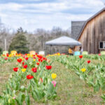 This Charming Flower Farm In Tennessee Is Bursting With Blooms This Spring