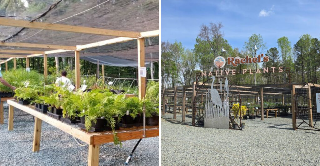 This Charming Pittsboro Nursery Turns Native North Carolina Plants Into Something Truly Special