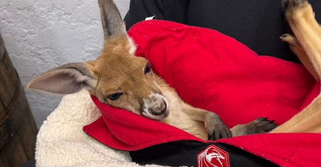 This Colorado Ranch Lets You Get Up Close With Kangaroos and Wallabies