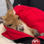 This Colorado Ranch Lets You Get Up Close With Kangaroos and Wallabies