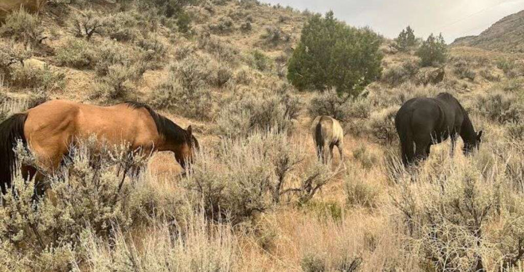This Colorado Wild Horse Range Lets You See Mustangs Roaming Free