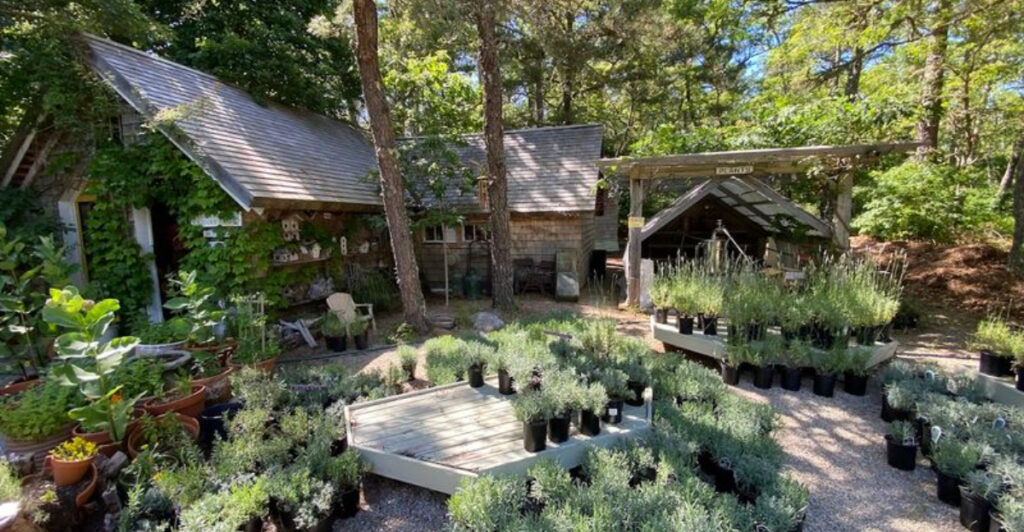 This Dreamy Lavender Farm In Massachusetts Smells Like Pure Heaven