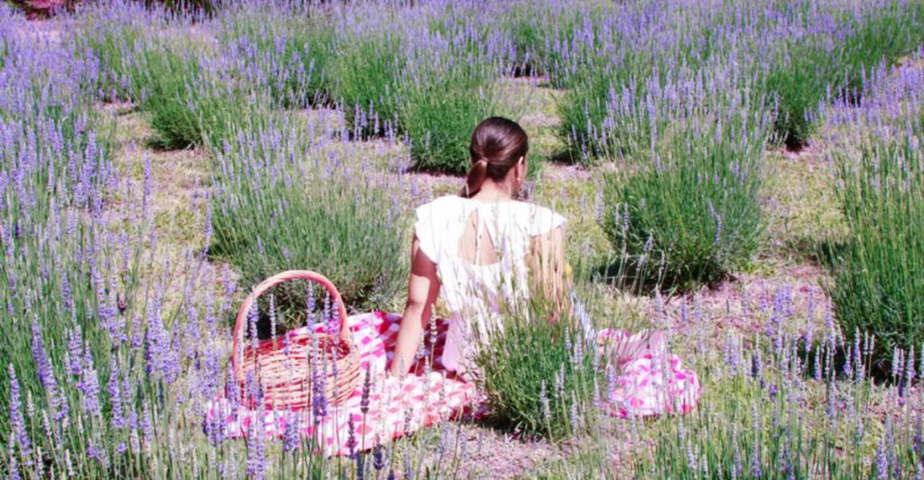 This Dreamy North Carolina Lavender Farm Turns Into A Purple Paradise Every Blooming Season