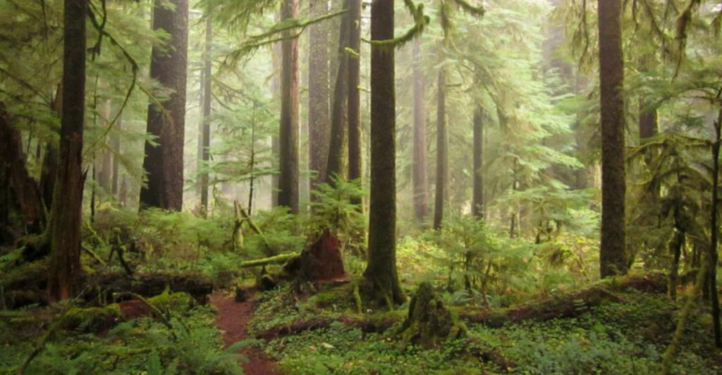 This Dreamy Oregon Hike Winds Through Old-Growth Forest Straight Out of a Fairytale