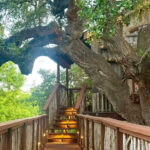 This Dreamy Tree house Restaurant in Texas Is Like Dining in a Fairytale