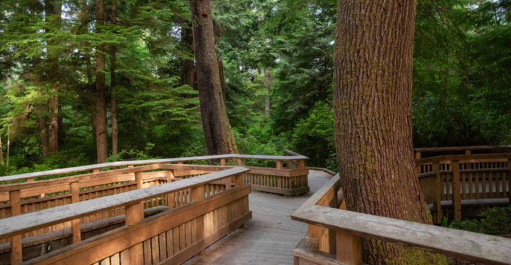 This Easy Oregon Trail Is a 1.2-Mile Dog-Friendly Walk Leading to a Giant Tree
