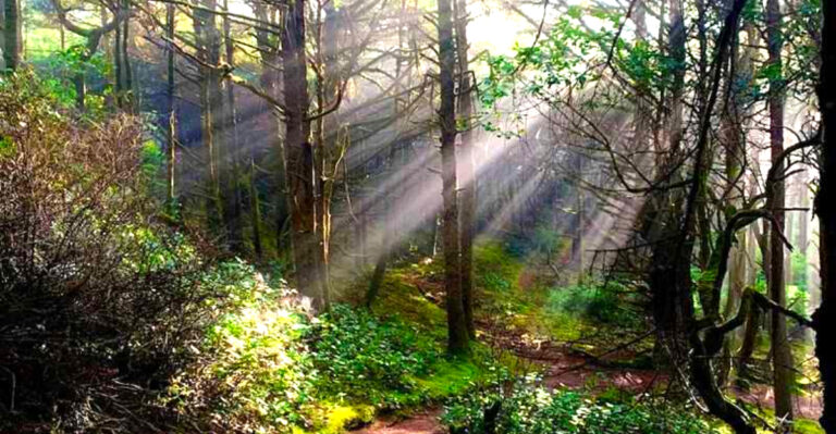 This Enchanting Oregon Trail Leads to a Secret Beach Straight Out of a Fairytale