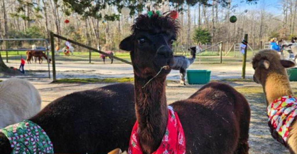 This Family-Run New Jersey Farm Lets You Get Up Close With Adorable Alpacas