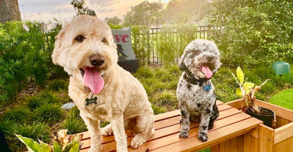 This Florida Dog Park Is So Good, Owners Say It’s Worth the Drive