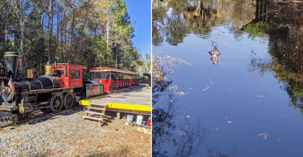 This Georgia Swamp Lets You Ride a Train, Cruise Blackwater Trails, and Spot Real Alligators