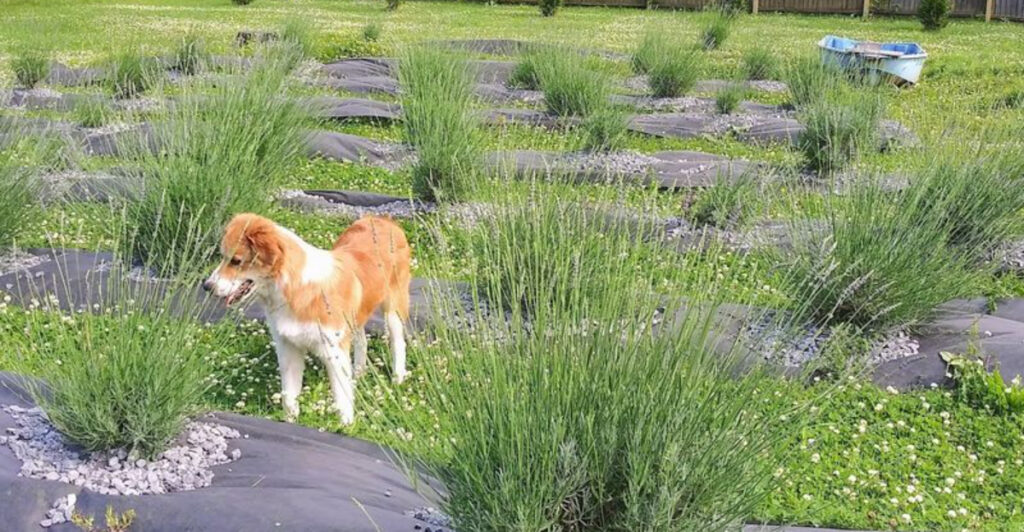 This Gorgeous Lavender Farm In Tennessee Smells Almost Too Good To Be Real