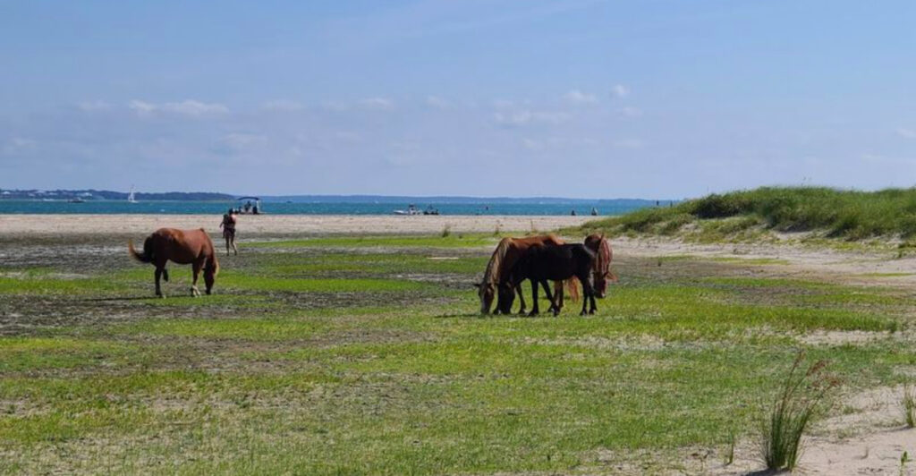 This Gorgeous North Carolina Island Is Famous for Its Free-Roaming Wild Horses