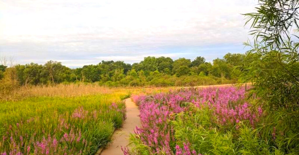 This Grand Rapids Park Lets You Walk Over a Wetland – With Deer, Boardwalk Trails, and Surprising Wildlife