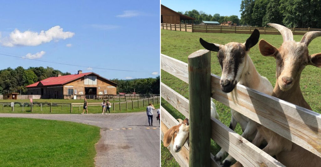 This Heartwarming New York Sanctuary Is Giving Rescued Animals a Second Chance at Life