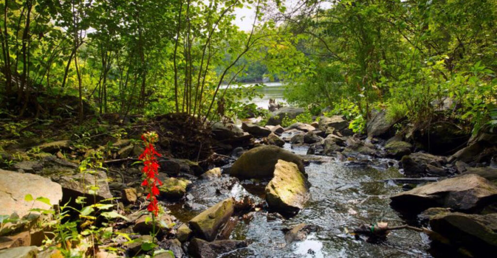This Hidden Forest Is One Of The Best Places In Rhode Island To Watch Spring Come Alive