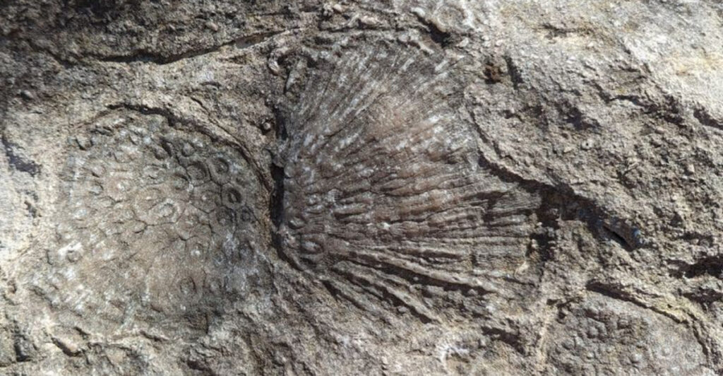 This Hidden Iowa Gorge Reveals Fossils From an Ancient Prehistoric Ocean