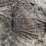 This Hidden Iowa Gorge Reveals Fossils From an Ancient Prehistoric Ocean