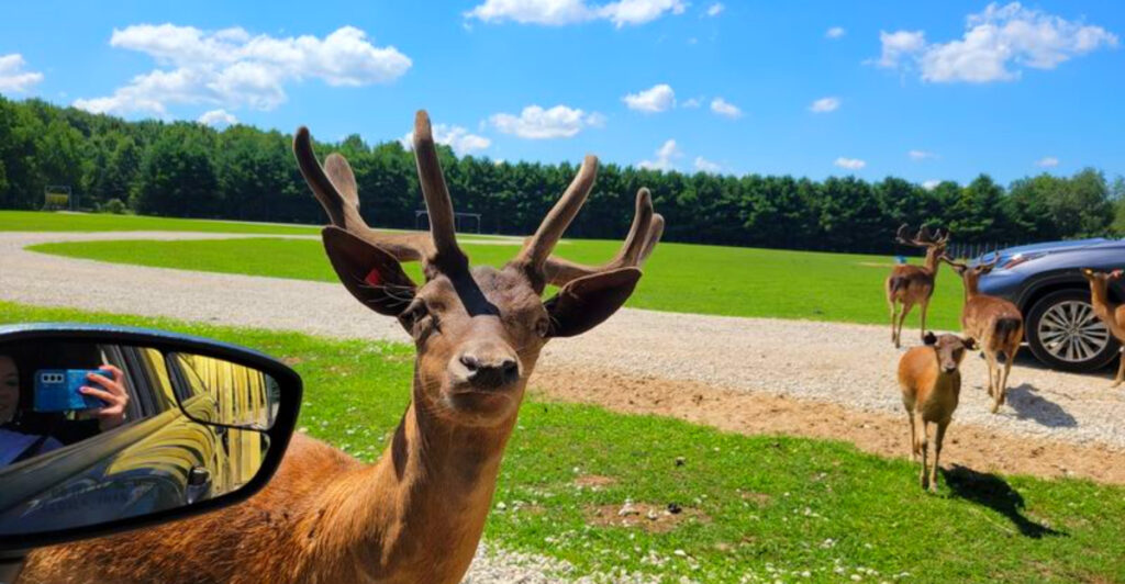 This Hidden Michigan Animal Park Has Giraffes at Your Car Window, Rescued Bears, and a Drive-Thru Safari