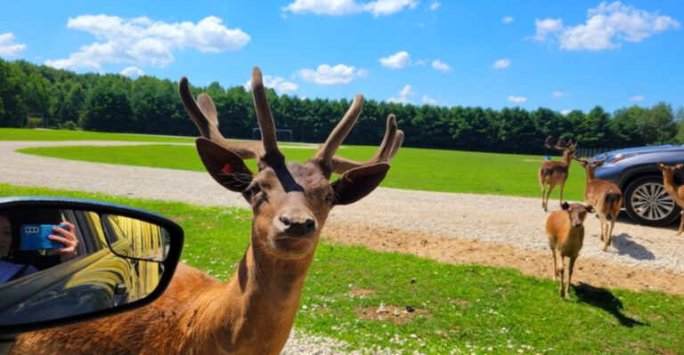 This Hidden Michigan Animal Park Has Giraffes at Your Car Window, Rescued Bears, and a Drive-Thru Safari