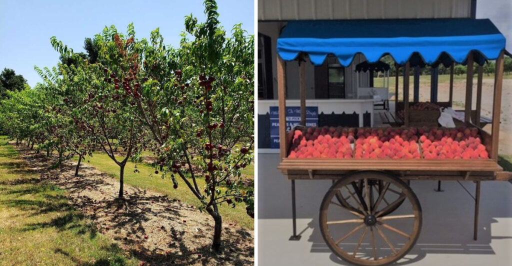 This Hidden Oklahoma Orchard Turns an Ordinary Day Trip Into Something Truly Sweet