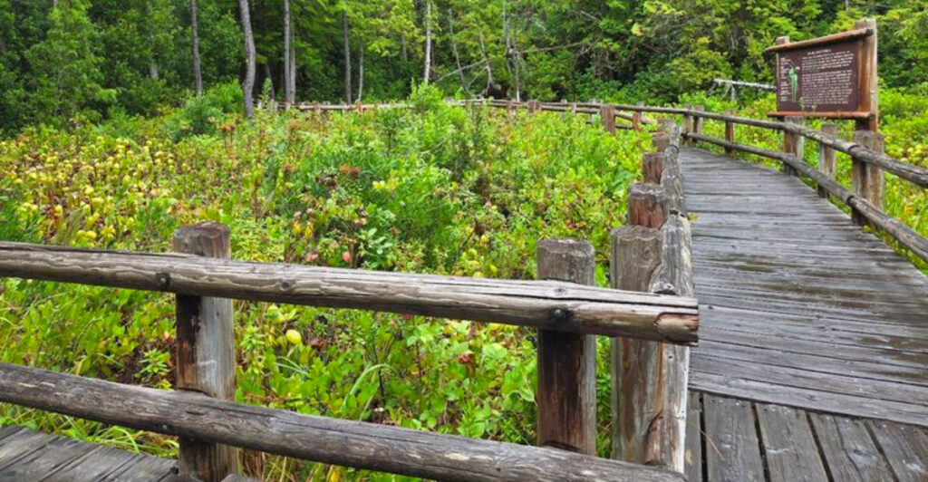 This Hidden Oregon Park Is Home to a Strange Colony of Carnivorous Cobra Lilies