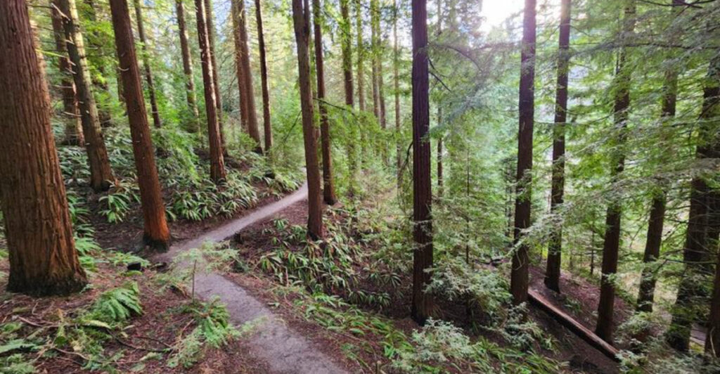 This Hidden Oregon Trail Feels Like Narnia Under Towering Ancient Redwoods