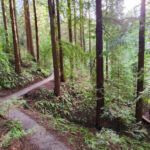 This Hidden Oregon Trail Feels Like Narnia Under Towering Ancient Redwoods