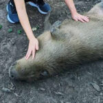This Hidden Texas Ranch Lets You Get Up Close With Exotic Animals in the Wildest Way