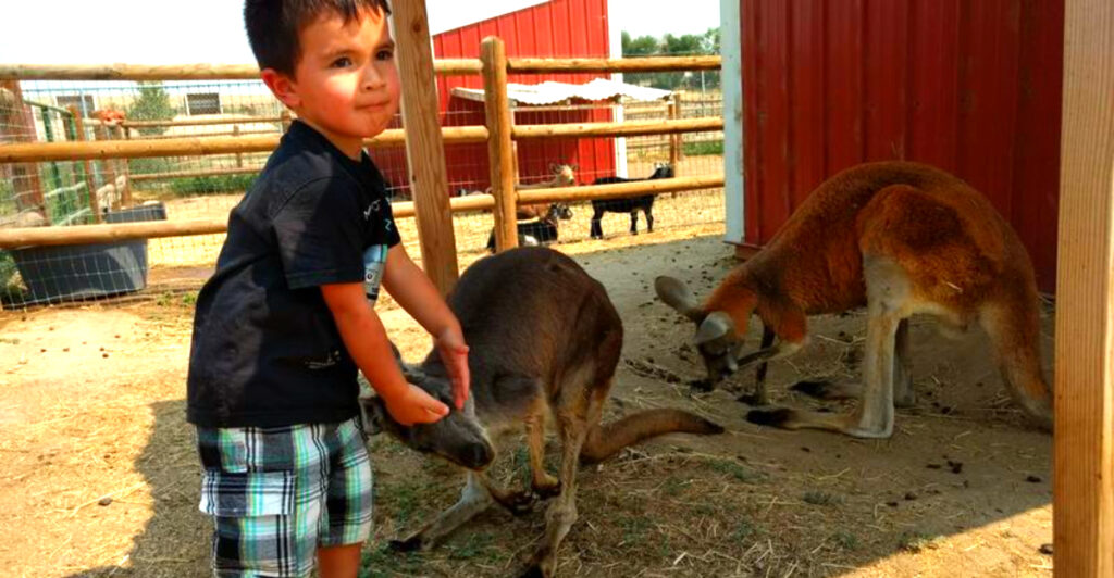 This Idaho Animal Rescue Farm Lets You Pet Kangaroos, Feed Camels, and Meet Sloths Up Close