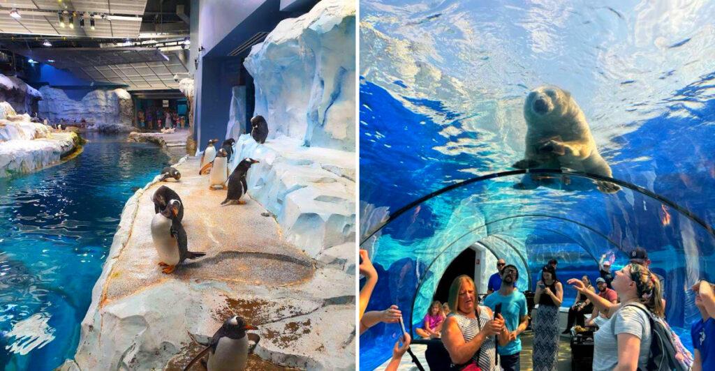 This Incredible Michigan Zoo Has Polar Bears, Underwater Tunnels, and a Penguin Exhibit Unlike Anything Else in America