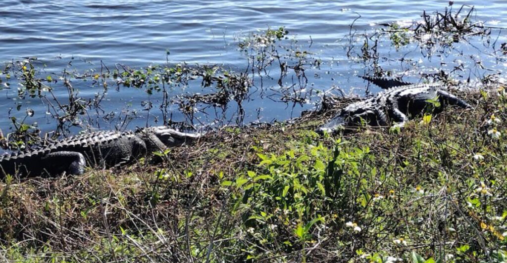 This Lakeland Nature Reserve Is Famous for Alligators, Wildlife, and Stunning Scenic Trails