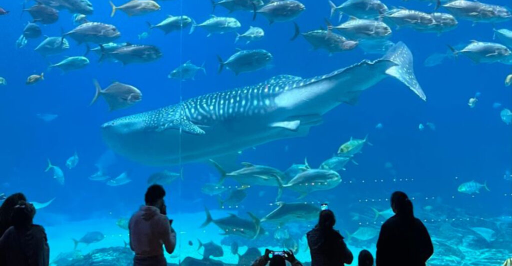 This Massive Atlanta Attraction Lets You Come Face-to-Face With the Largest Fish on Earth