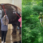 This Massive Indiana Ranch Lets You Bathe Elephants, Feed Giraffes, and Zip Line Over 1,100 Forested Acres