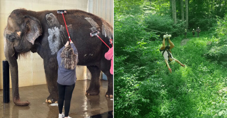 This Massive Indiana Ranch Lets You Bathe Elephants, Feed Giraffes, and Zip Line Over 1,100 Forested Acres