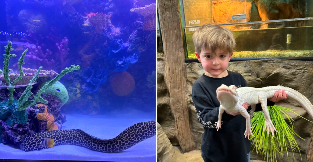 This Michigan Aquarium Lets You Hold Baby Alligators, Pet Stingrays, and See a Two-Headed Turtle