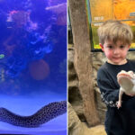 This Michigan Aquarium Lets You Hold Baby Alligators, Pet Stingrays, and See a Two-Headed Turtle