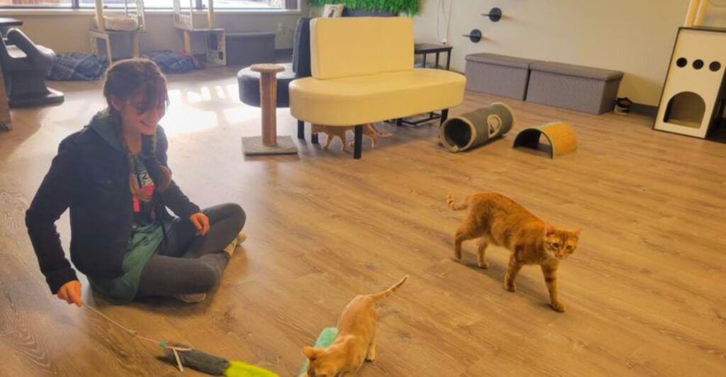 This Michigan Cat Café Serves Lattes, Fresh Treats, and Plenty of Adoptable Cats Ready for a Home