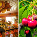 This Michigan Cherry Farm Feels Like a Summer Dream