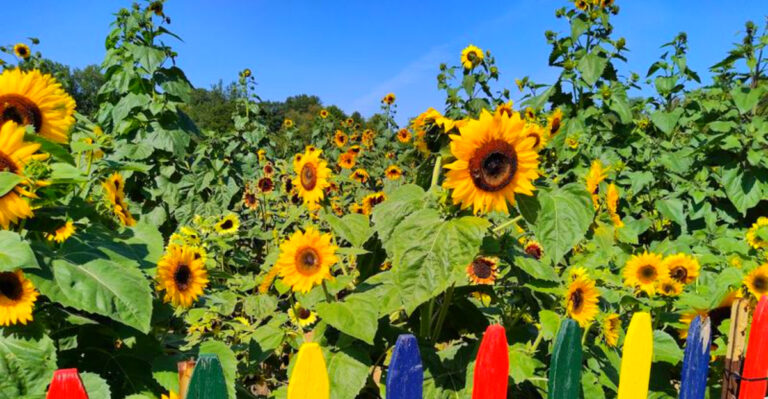 This Michigan Sunflower Farm Turns Into a Sea of Blooms – With U-Pick Fields and Fresh Donuts