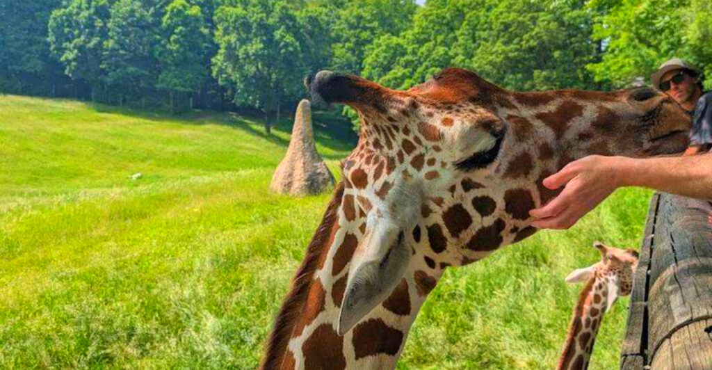 This Michigan Zoo Feels Like a Real African Safari with Free-Roaming Giraffes and Open Savannas
