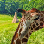 This Michigan Zoo Feels Like a Real African Safari with Free-Roaming Giraffes and Open Savannas