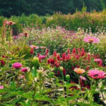 This North Carolina Flower Field Looks Like It Was Painted By Monet